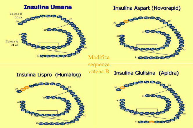 insuline differenti.png - 299,46 kB